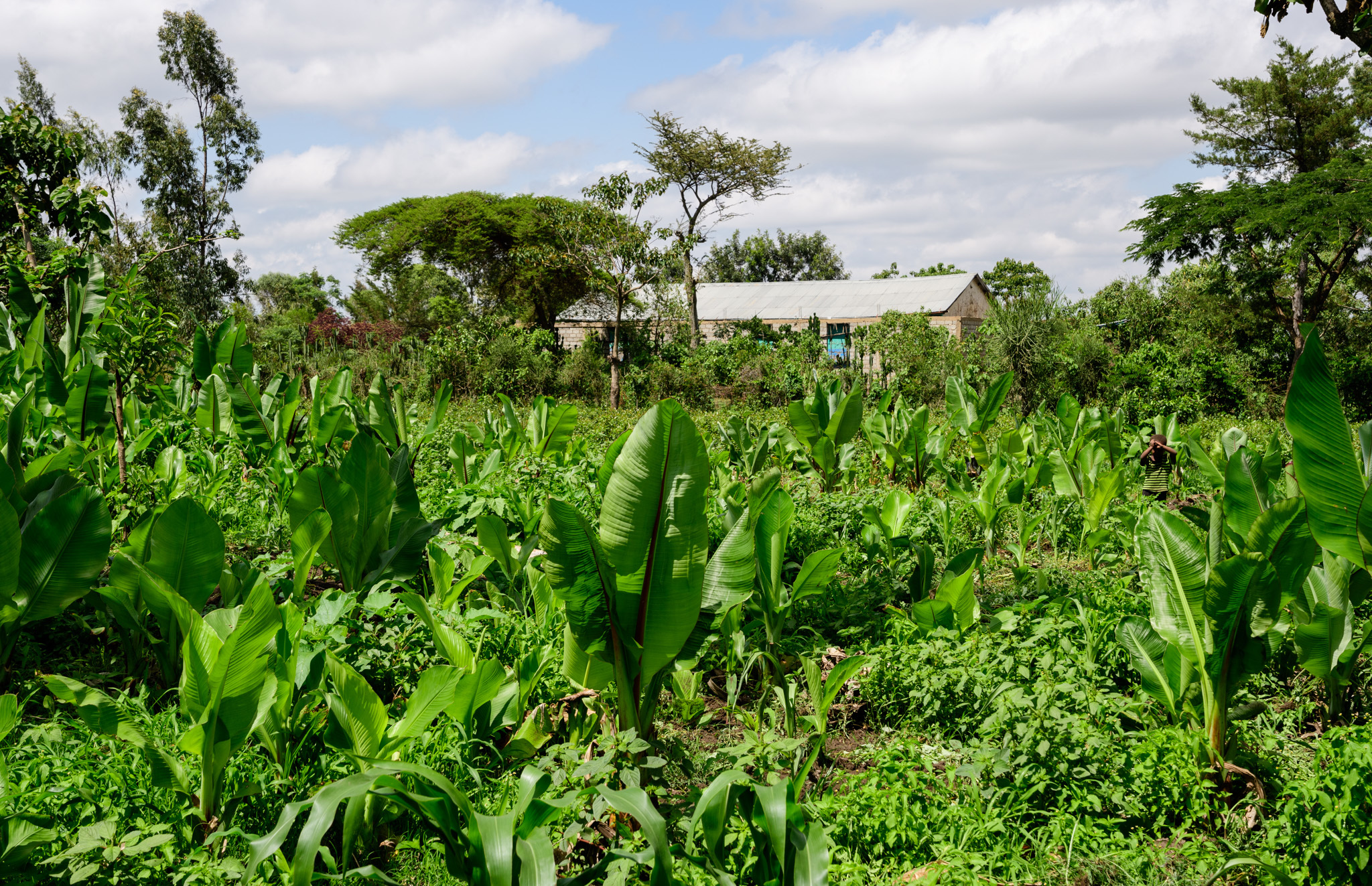 1 AD5 C668 B191 4 F63 A0 CC 53 F1 D4 E9487 F