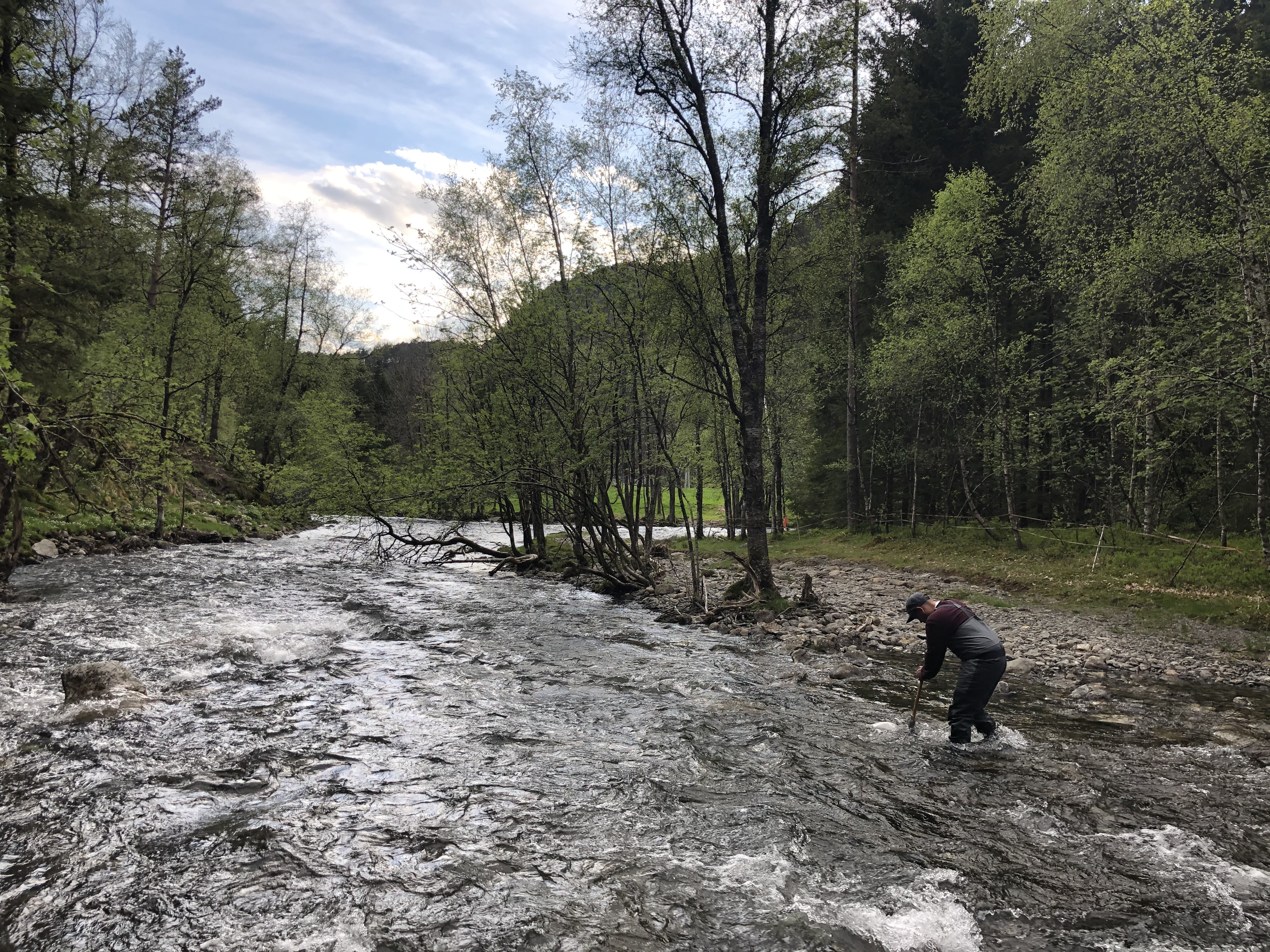 IMG 3381 Prøvetaking av bynndur i Vikdalselva Data fra denne elven er inkludert i artikkelen