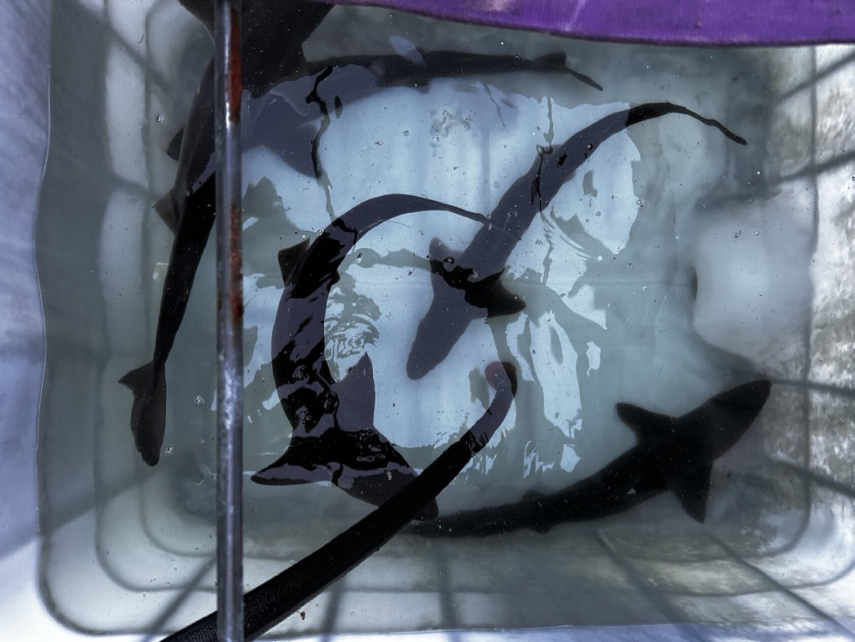 Naouel Gharbi, NORCE, The spiny dogfish (Squalus acanthias), 03789 FA9 82 A7 4280 8 E2 D 75 E72 D8 D8731 1 105 c rotert, , 