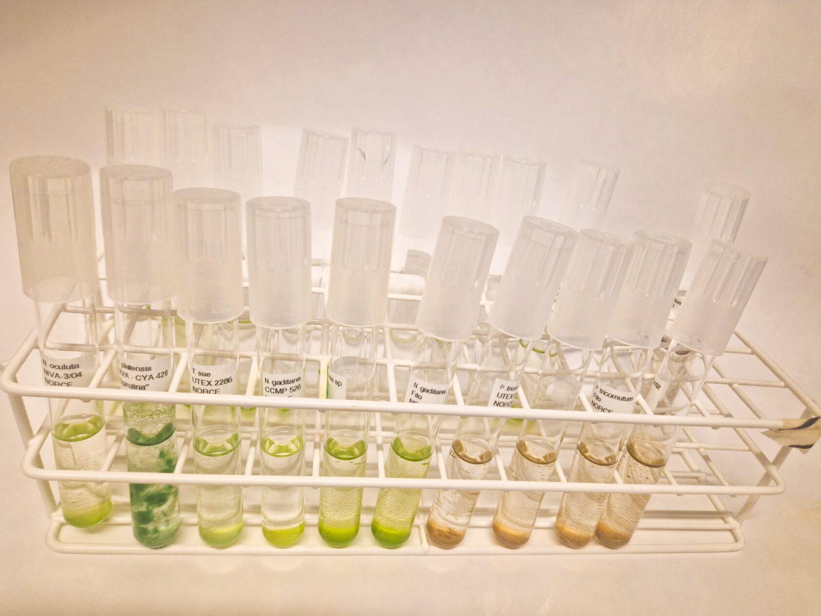 Pia Steinrücken, Stock cultures of different microalgae species we work with., 1 Foto hinzugefügt, , 