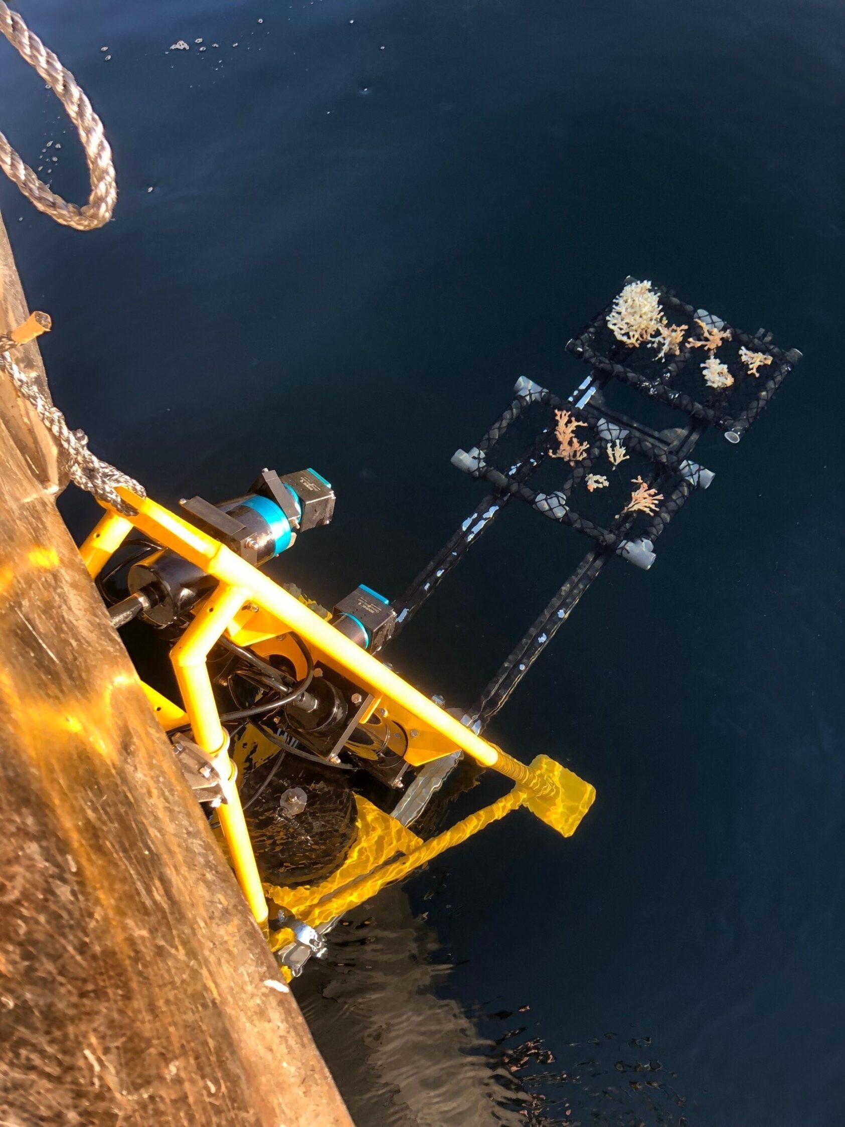 NORCE, Ved hjelp av flere fastmonterte kameraer kan den nye oppfinnelsen PAMS benyttes til å overvåke helsetilstanden til koraller., Oppfinnelsen PAMS: Ved hjelp av flere fastmonterte kameraer kan den nye teknologien benyttes til å overvåke helsetilstanden til koraller, <p>NORCE</p>, Gult stativ i sjøen med bærearmer og netting der ulike typer koraller ligger oppå