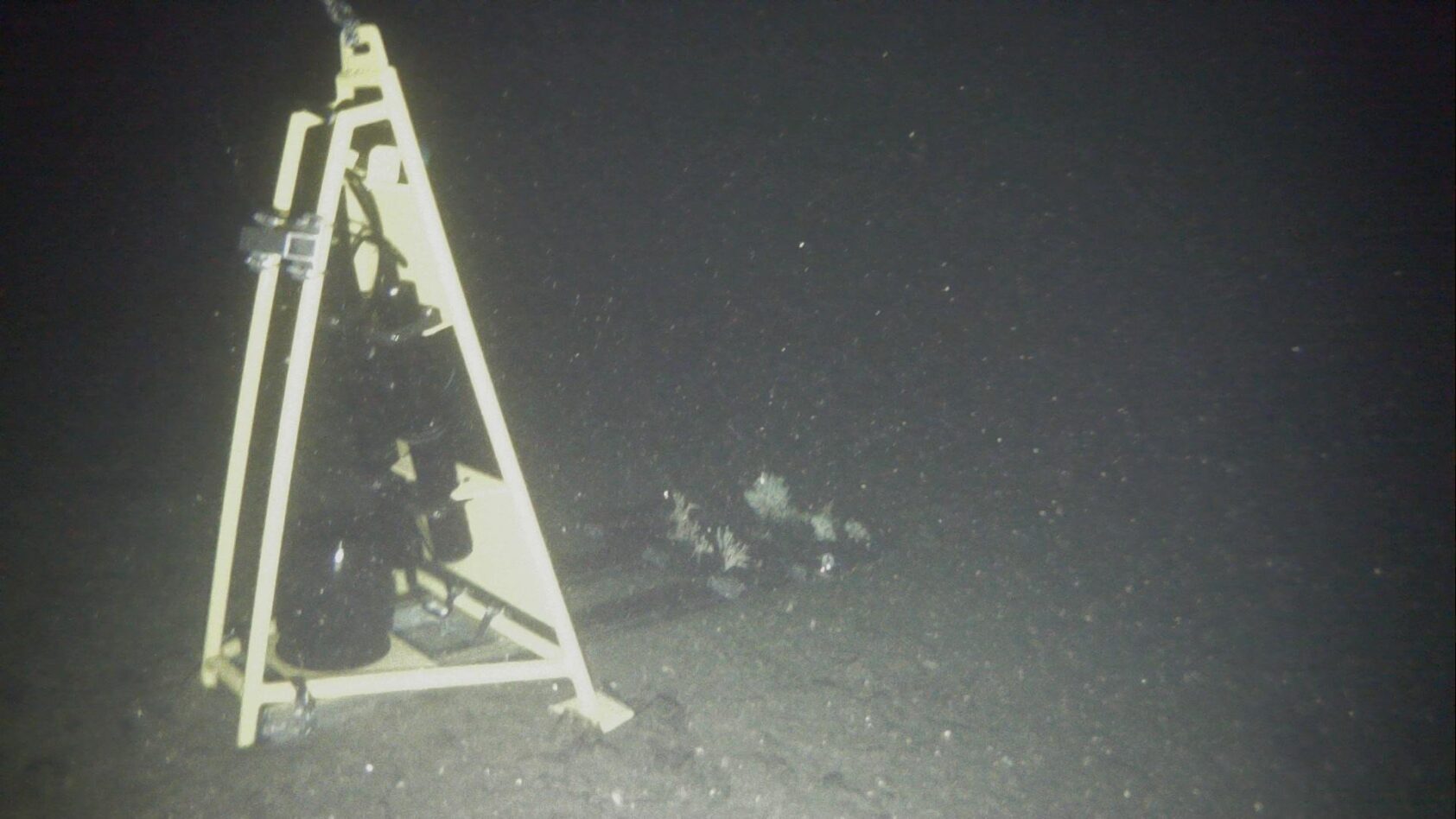 NORCE, Slik ser det ut når oppfinnelsen er i aksjon på havets bunn., Slik ser det ut når oppfinnelsen er i aksjon på havets bunn, <p>NORCE</p>, Hvitt stativ på havbunnen. Undervannsfoto.