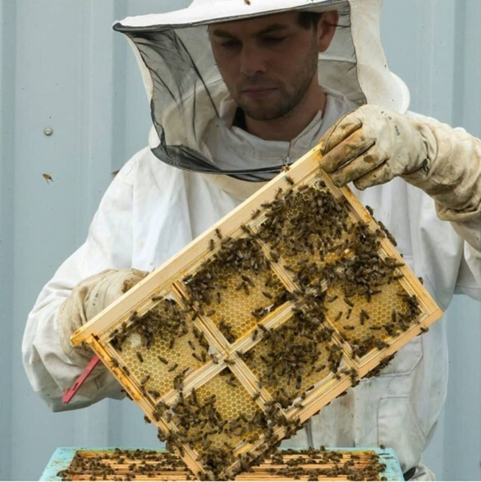 Martin Koch, På taket til Grieghallen i Bergen. Dette er en av plassene Manuel Hempel har bikuber stående., MH1 1, , 