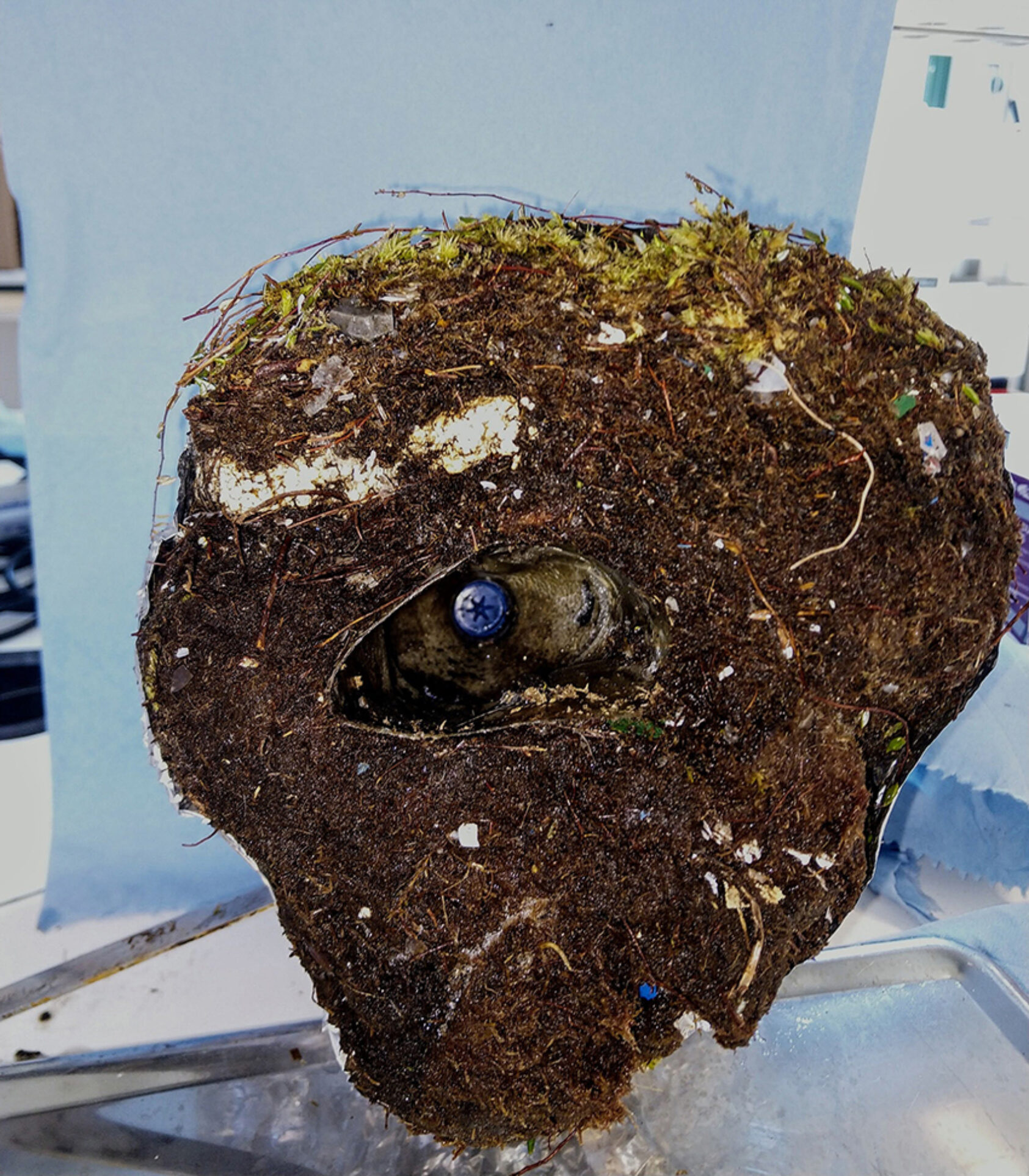 Alessio Gomiero, NORCE, Soil sample from Lisle Lyngøyna., Jord plast lisle lyngøyna, <p>Alesssio Gomiero, NORCE</p>, Soil with bits of plastic