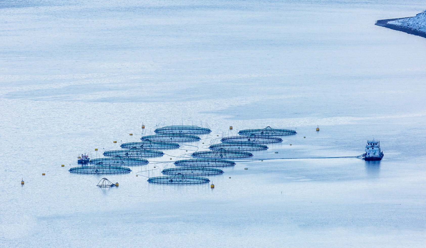Colourbox, Vi har valgt å starte med indikatorer for sjømatnæringen med spesielt fokus på oppdrettslaks, men andre næringer vil også kunne ha nytte av dette arbeidet., Oppdrett laks illustrasjonsfoto colourbox, , 
