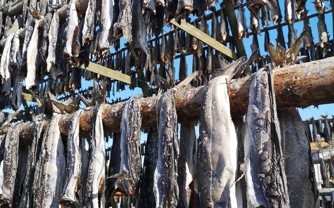 Tørking av fisk, Lofoten