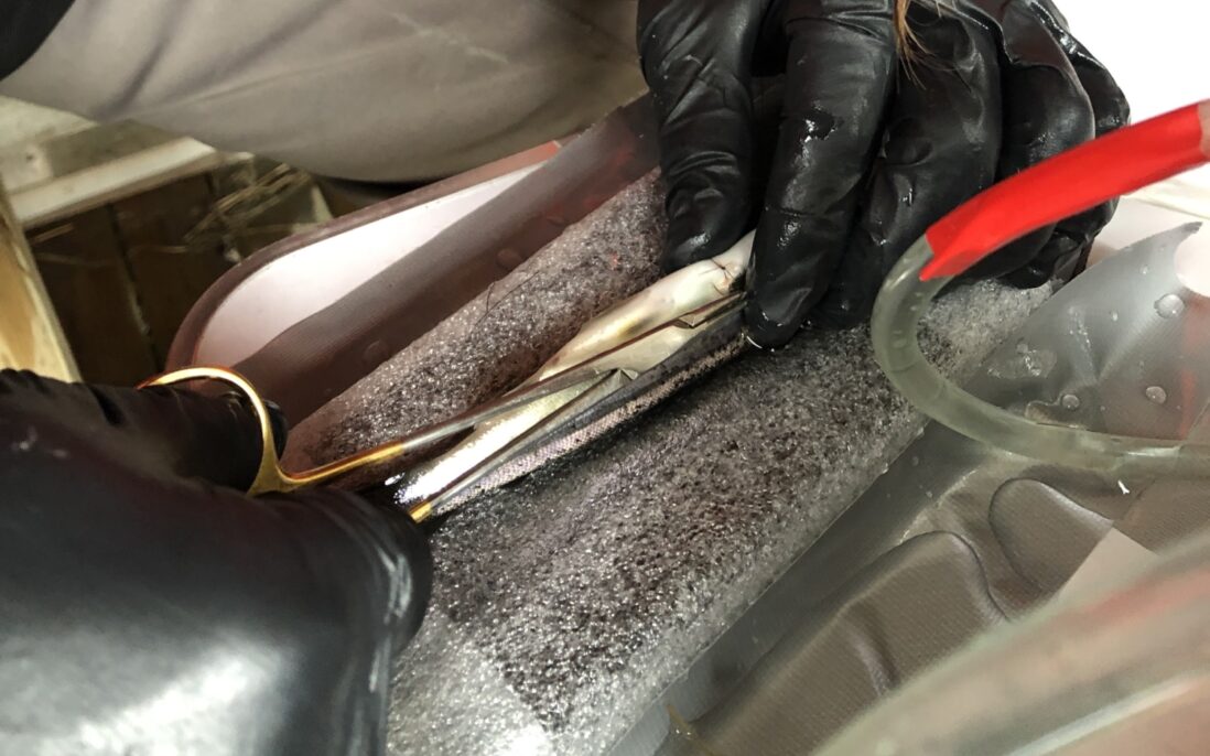 Her merkes laksesmolten, dvs man setter inn en sender som så vil sende signal til lyttestasjonene.