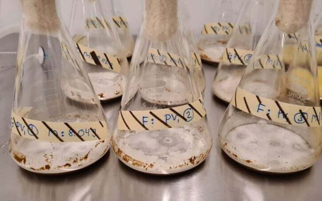 Fermentering av mesk med mål om å minske innholdet av lignin