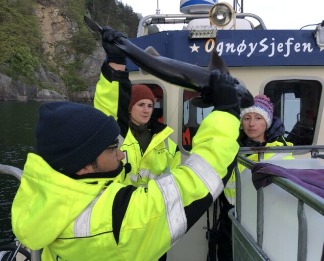 Naouel Gharbi, NORCE, The sharks were caught on five separate trips in Herdlafjorden. From the left: Pradeep Lal, Mette Espedal Brynildsrud and Naouel Gharbi., 4 D8277 A1 3 A60 47 AF AD77 F24987549803, , 