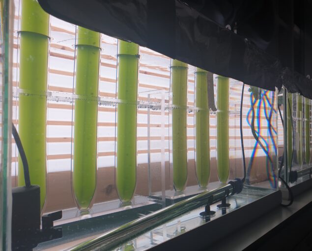 , Cultivation experiment of C. vulgaris on standard growth medium and insect frass-based media in bubble columns., Day 7 4, , 