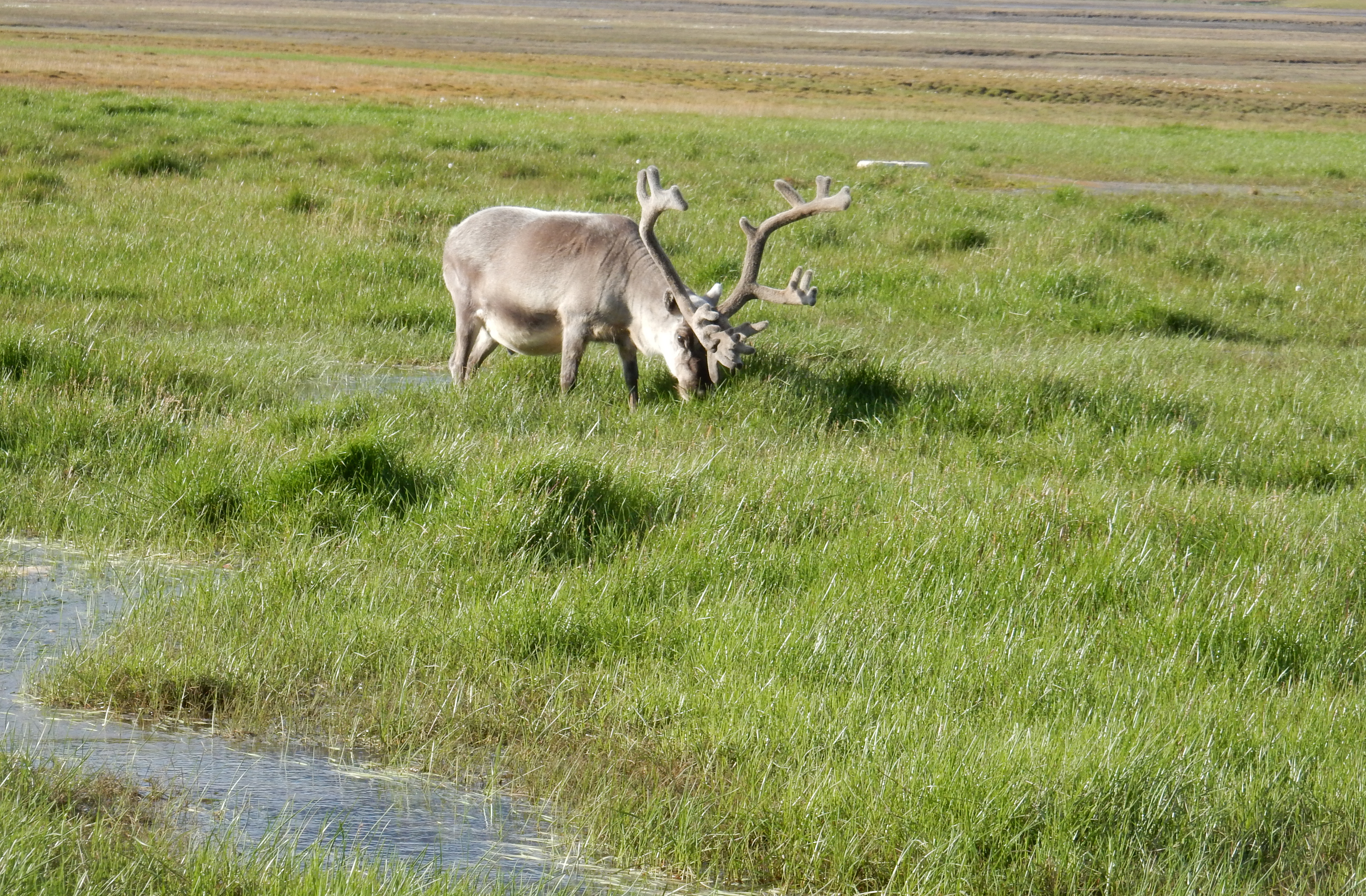 Tundra 2 Stein Rune Karlsen NORCE