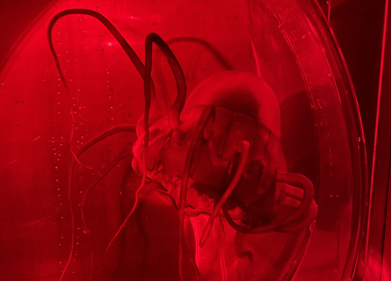 H Hauss Periphylla web copy front