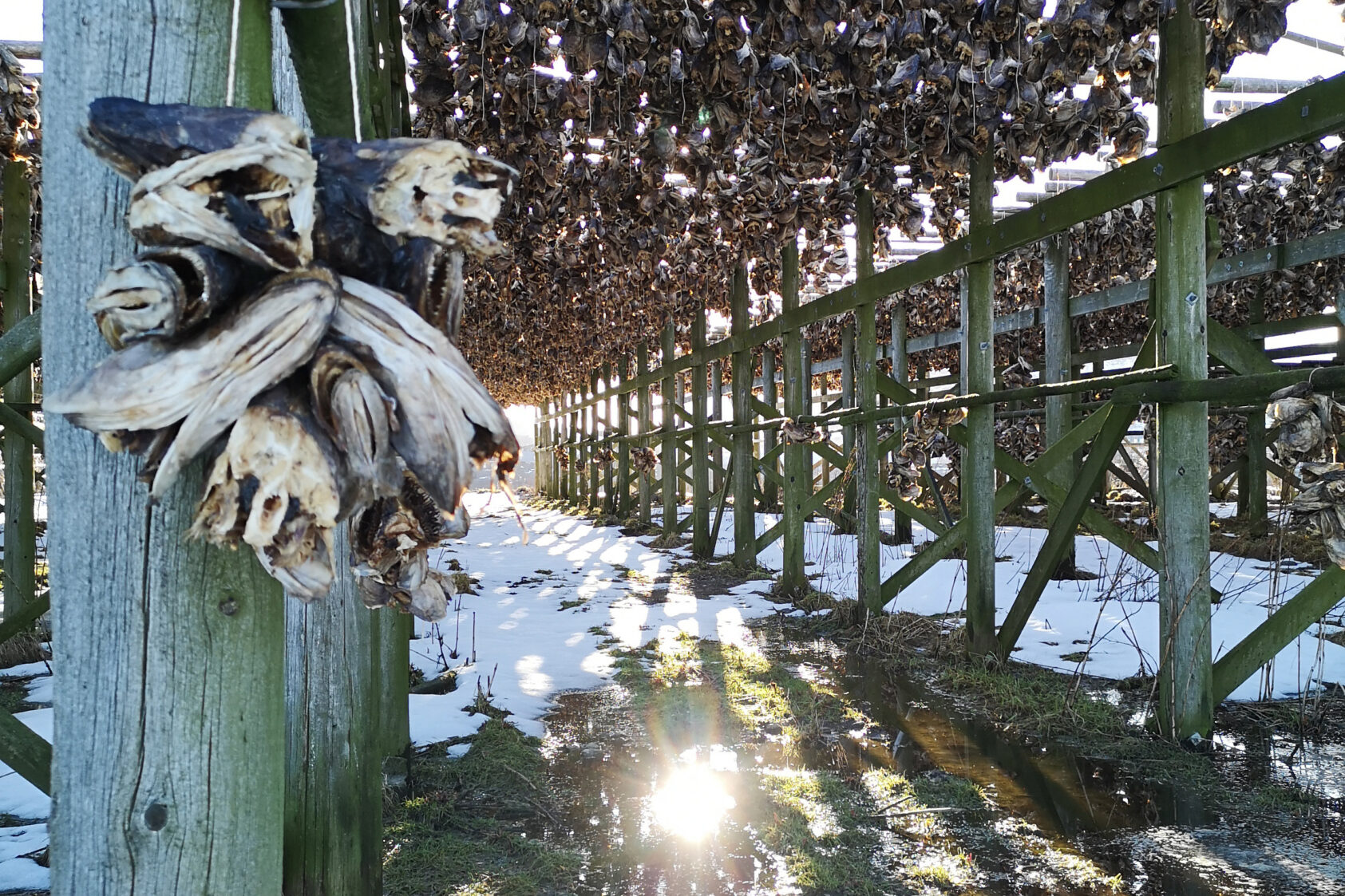 Katrine Jaklin, NORCE, , SIRKSJØ Jaklin, , 