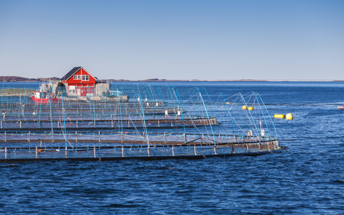 Fiskemerder på Trøndelagskysten