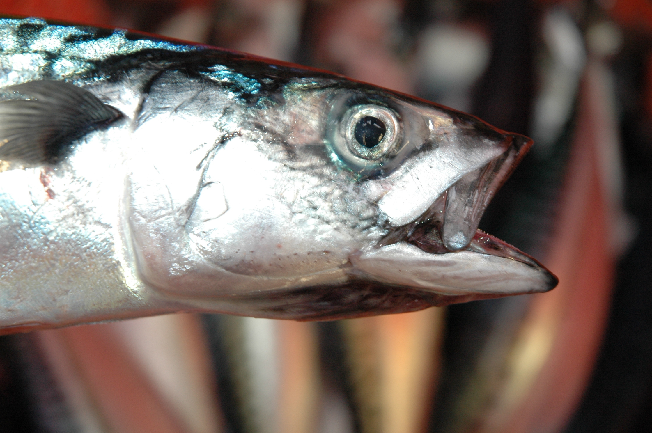 Foto: Leif Nøttestad / Havforskningsinstituttet