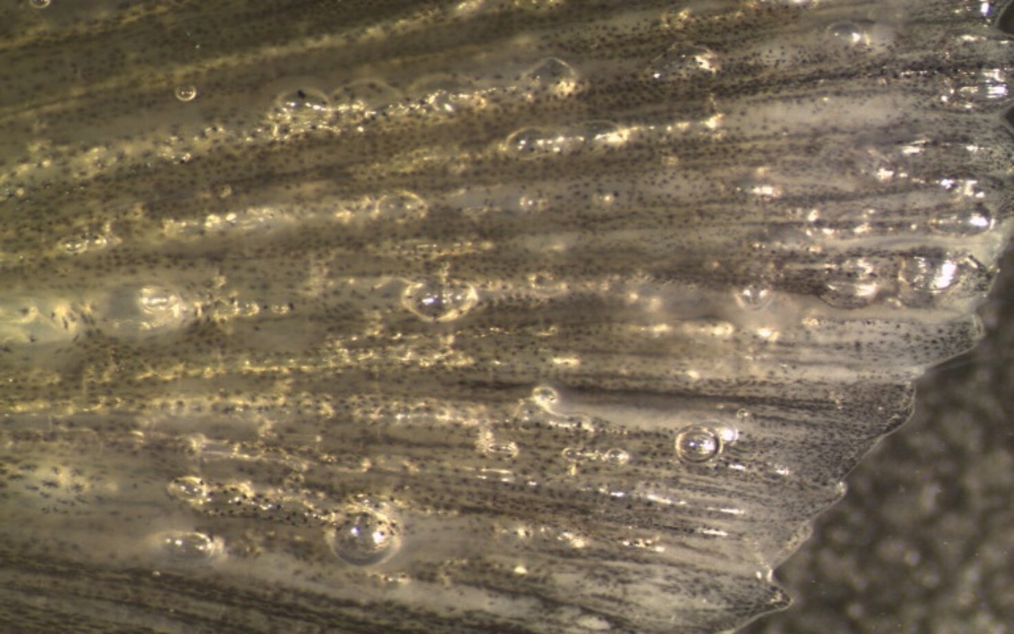 Gassovermetning i fisk 2