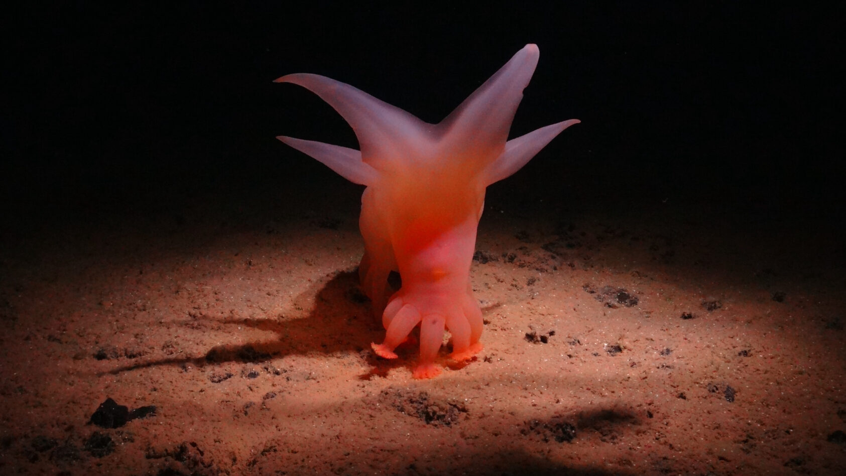 Credit: SMARTEX/NOC/NHM, Sea cucumber, known as Amperima sp, Amperima sp SMARTEX NOC NHM, , 