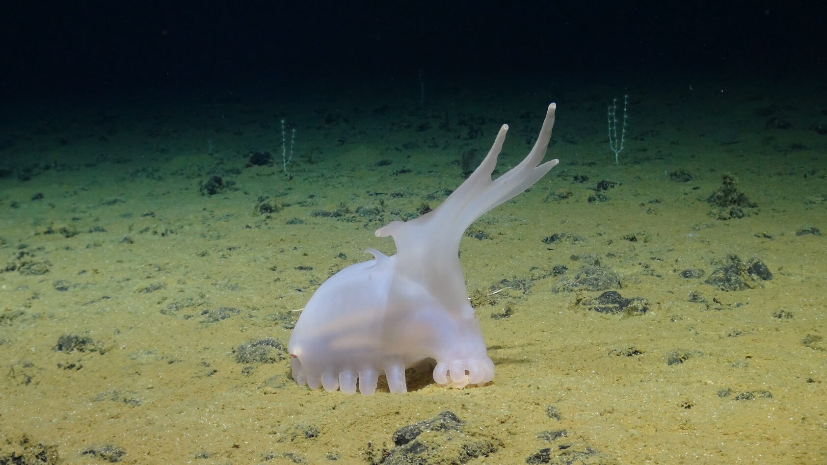 SMARTEX/NOC/NHM, Sjøagurk kjent som Amperima sp, Amperima with coralls SMARTEX NOC NHM, , 