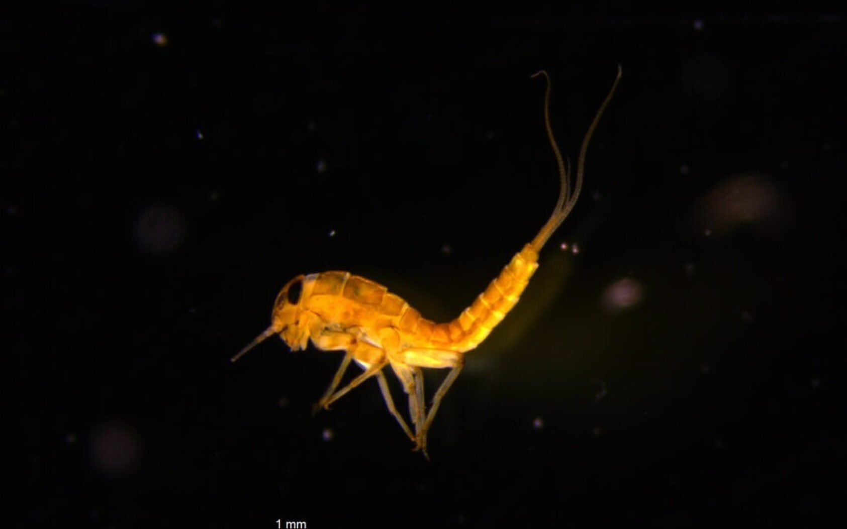 Foto: Gaute Velle, Eksempel på bunndyr i ferskvann, Bunndyr, , 