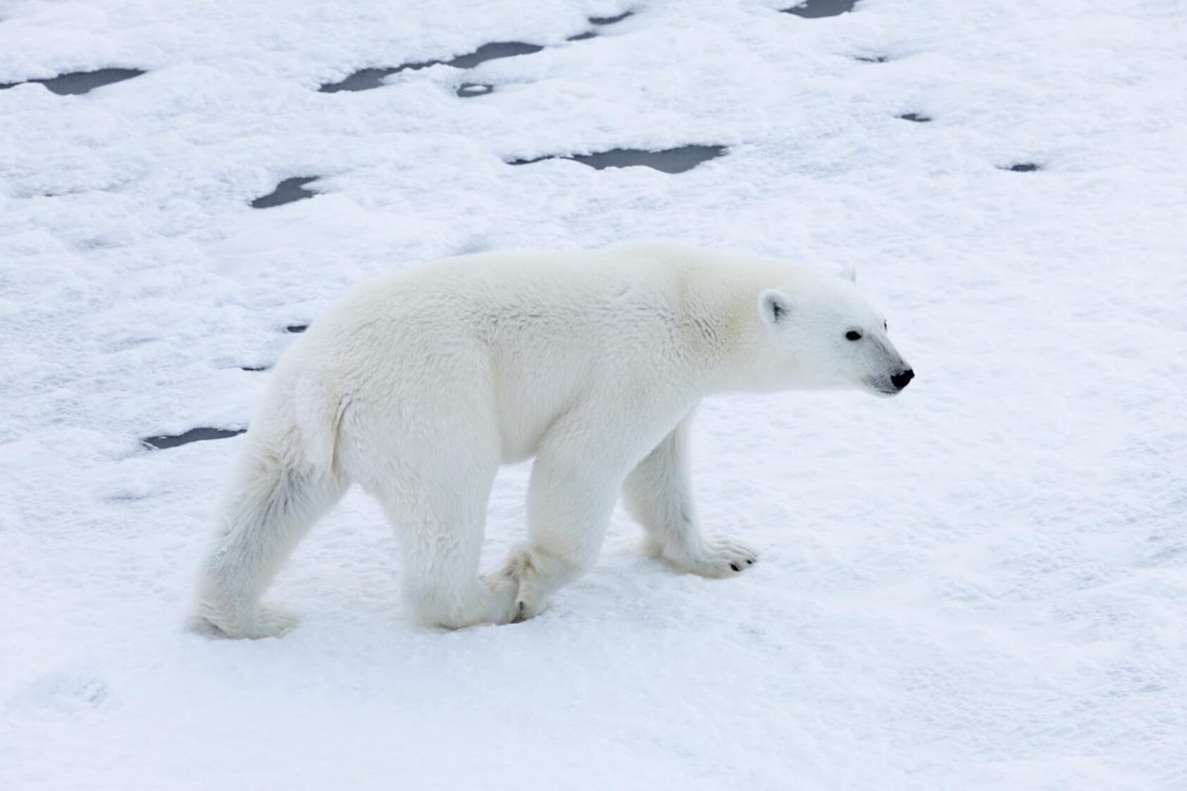 Daniel Albert, GoNorth/SINTEF, Én av de seks isbjørnene observert av toktdeltakerne., IMG 3870 Enhanced NR, , 
