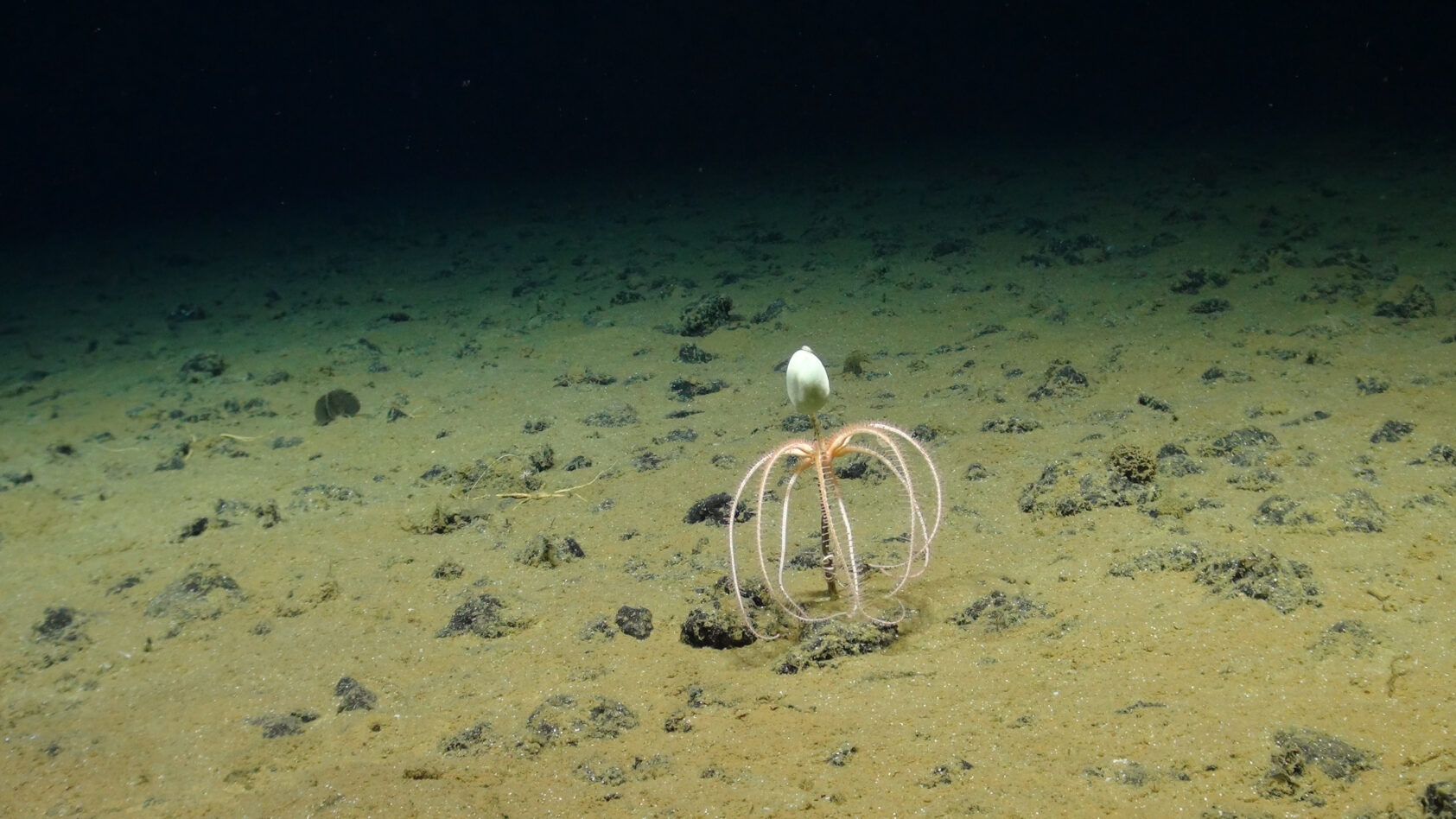 SMARTEX/NOC/NHM, Her ses en såkalt sjøagurk (Amperima sp) som lever på dyphavet., Sponge with Brissingid seastar SMARTEX NOC NHM, , 