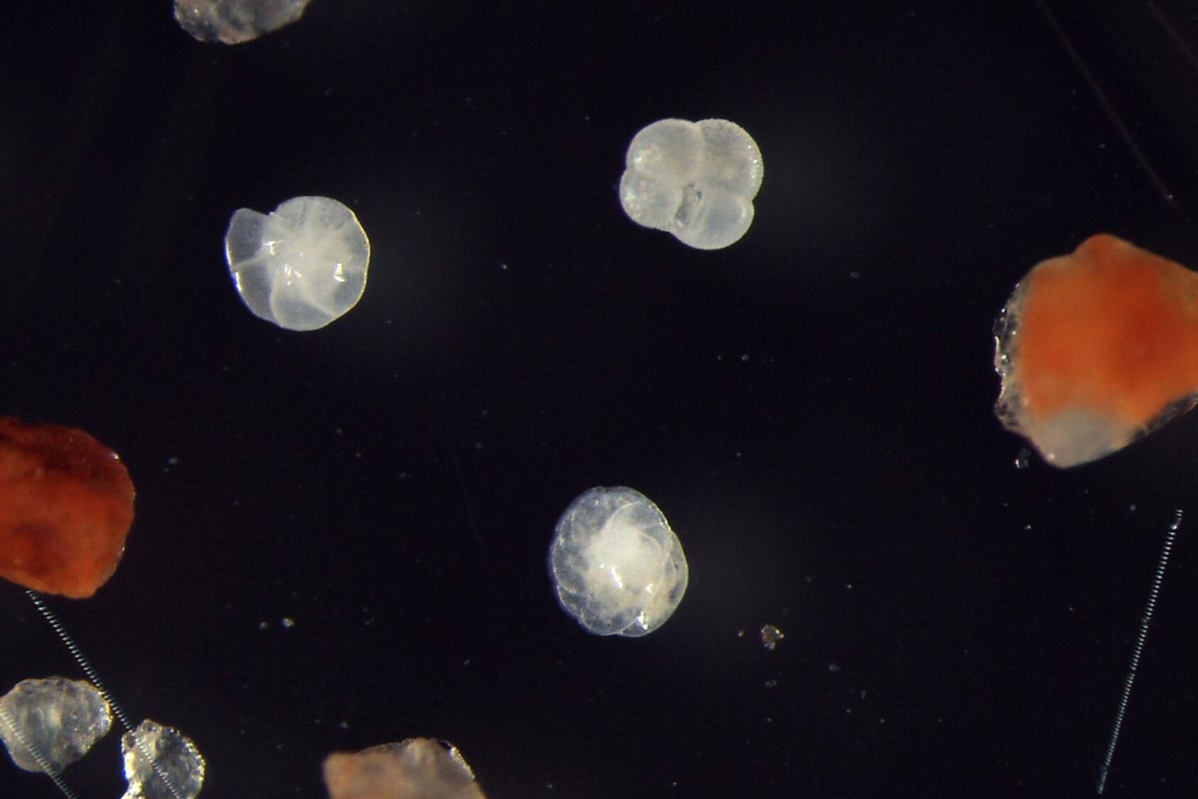 Daniel Albert, GoNorth/SINTEF, Foraminiferer har eksistert i hundrevis av millioner av år og er ekstremt nyttige for nesten alle som prøver å rekonstruere havets fortid. Både oseanografer og geologer bruker dem, om enn på forskjellige måter., Forams 2, , 