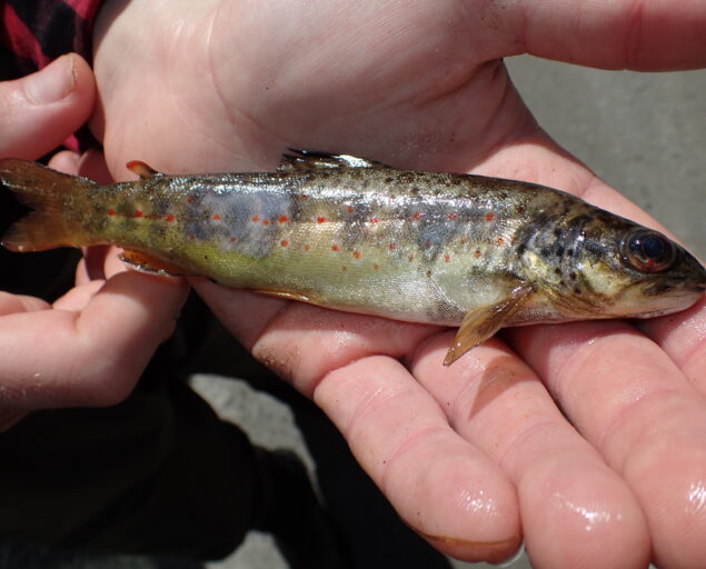 Ulrich Pulg, Ørret med skader fra gassblæresyke, Ørret med skader fra gassblæresyke, , 