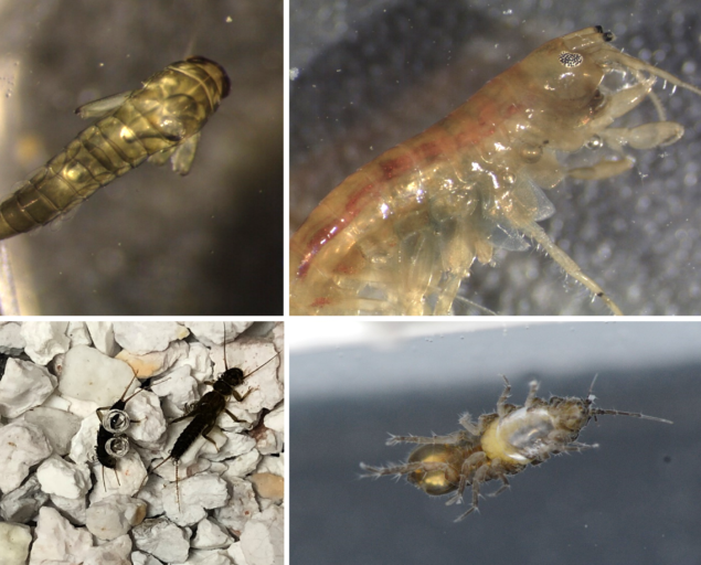 Gaute Velle, Gassovermetning er skadelig for bunndyr. Dyrene flyter opp allerede ved 110% gassovermetning og dør deretter, SUPERSAT, , 