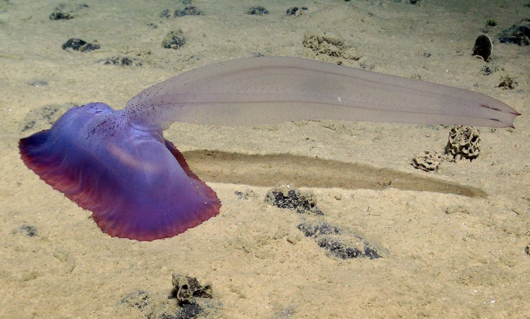 Large gummy squirrel