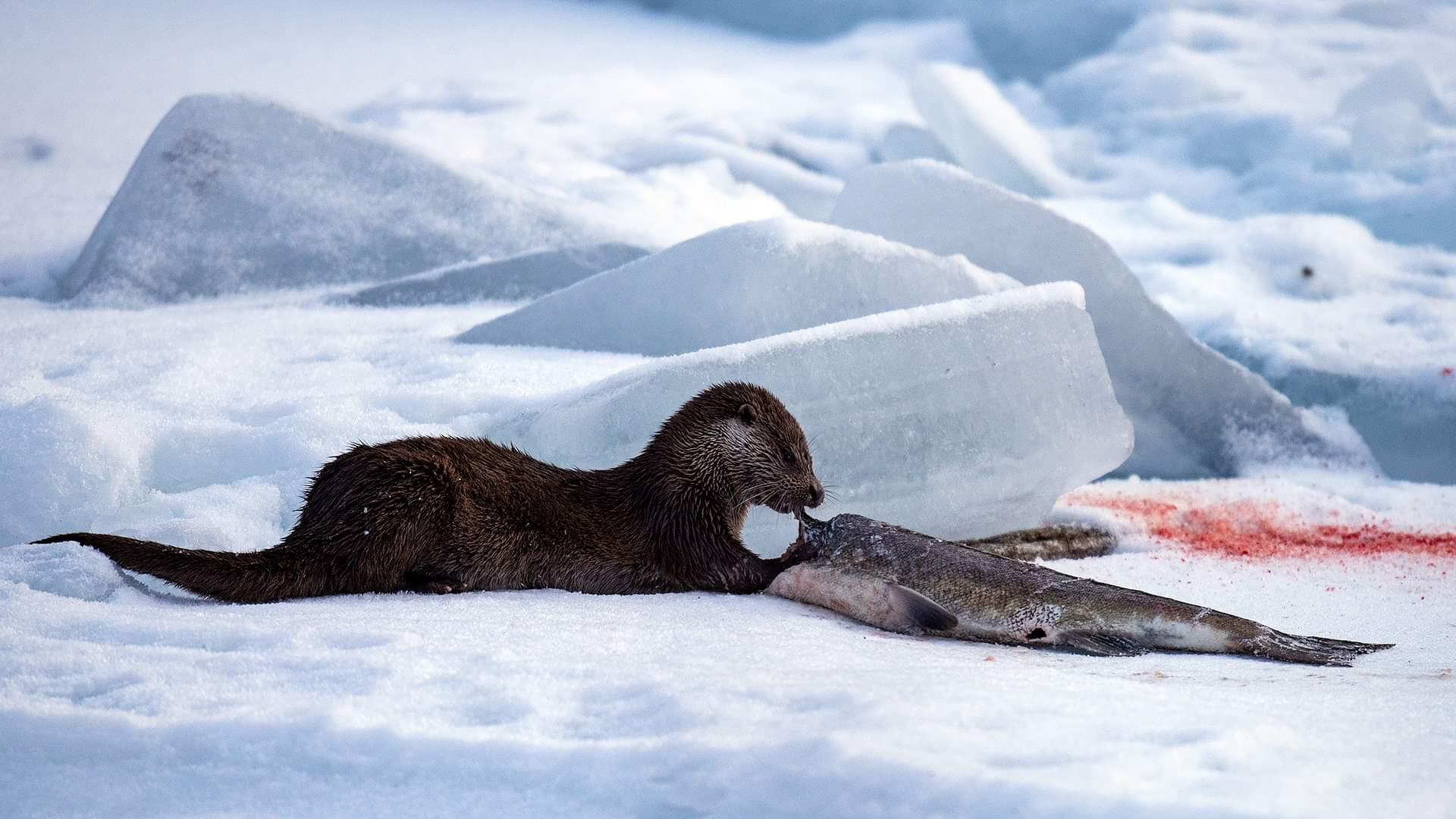 , Foto: Vegard Lødøen, Otter and salmon in Valldøla Vegard Lødøen, , 