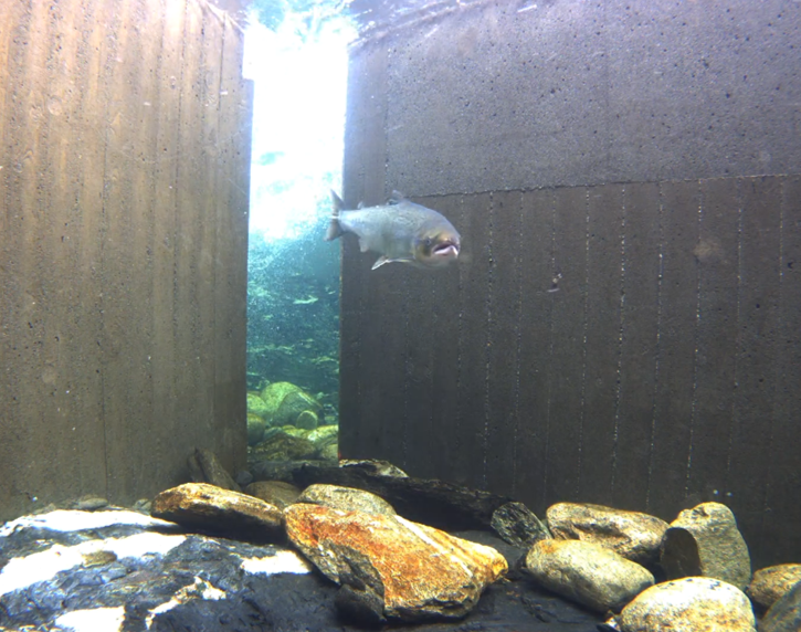 Fotoklipp fra film av fisk som går gjennom nye veier bygget av betongkollsene i Palmafossen