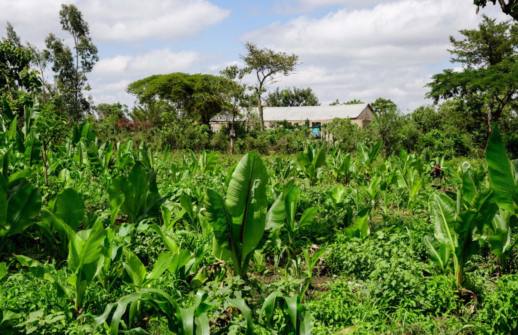 NORCE, NORCE jobber med flere prosjekter som kan hjelpe bønder både i Norge og Afrika til lettere å planlegge slik at man ikke rammes av vårflommen eller andre sesongendringer., 1 AD5 C668 B191 4 F63 A0 CC 53 F1 D4 E9487 F, , 