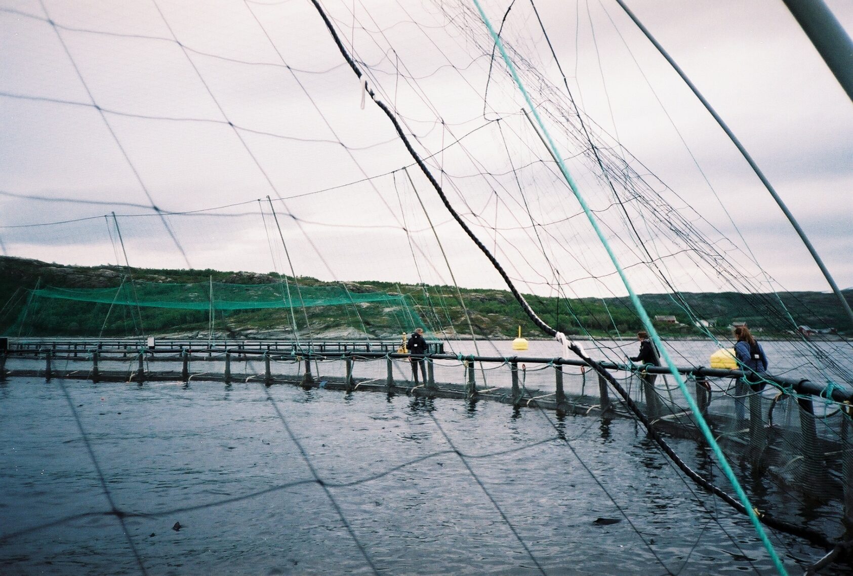 Torill Blix/NORCE, Laksemerd, Pa merden Torill Blix, , Laksemerd