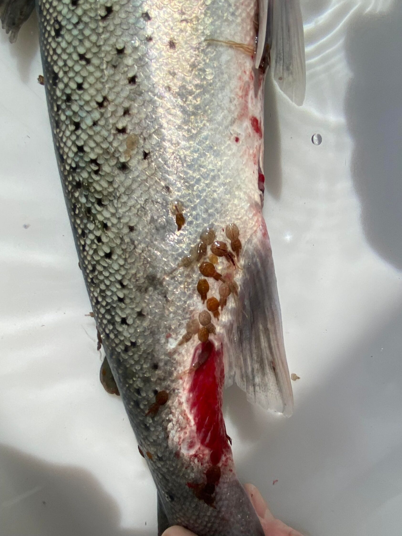 Espen Olsen Espedal, NORCE, Sjøørret med lusepåslag og synlige skader., 348359541 1288443461799265 1987943528217398563 n, , 