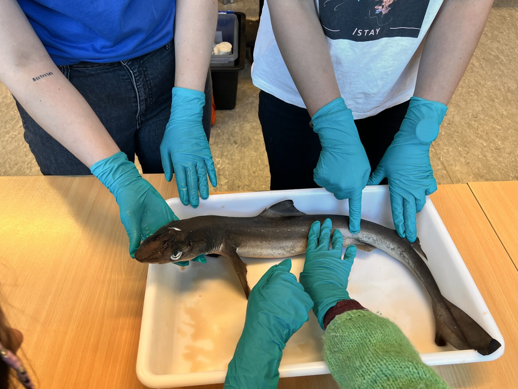 Gunn Janne Myrseth, Hai., IMG 6723, , Plasthansker må på når haien skal koses med.