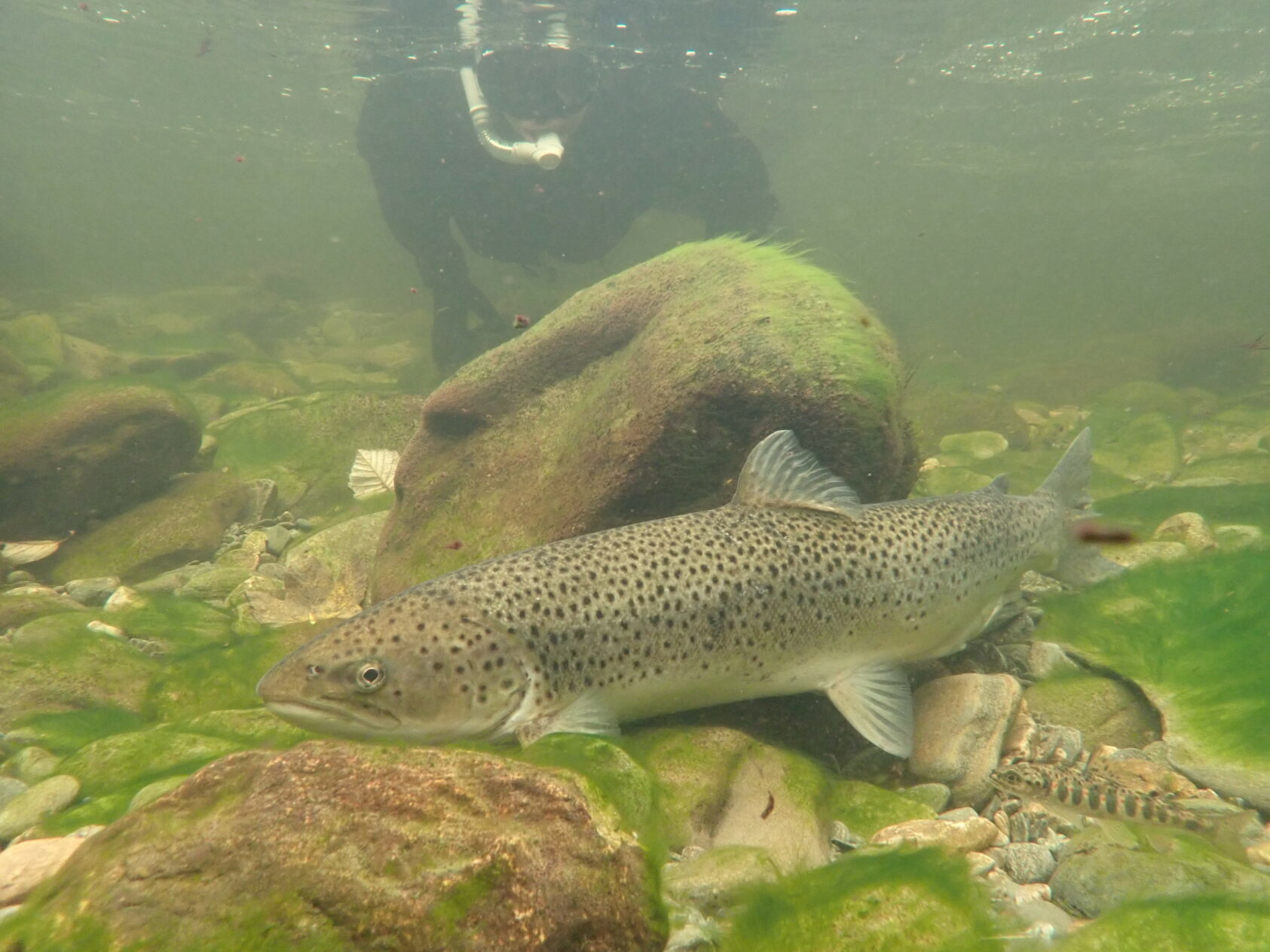 Foto: NORCE, Knut Wiik Vollset og kollegene ved LFI (Laboratorium for ferskvannsøkologi og innlandsfiske) i NORCE, er i gang med ny grensesprengende forskning. Ny kunnskap om villaksen og sjøørreten langs hele norskekysten, fra nord til sør, skal si noe om hva som skjer når klimaet endrer seg og oppdrettsnæringen vokser., PA210559, , 