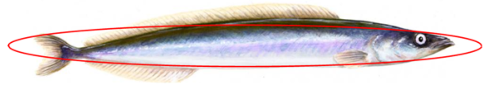 , , Crimac sand eel, , 