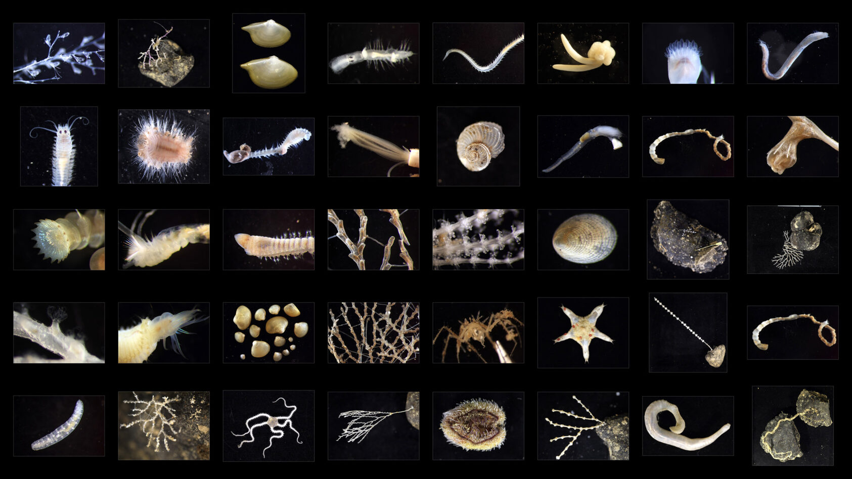 Adrian Glover, Helena Wiklund, Thomas Dahlgren., Noen flere av de mange fascinerende nye artene som er funnet ved Clarion Clipperton-sonen i det sentrale Stillehavet., General CCZ animals, , 