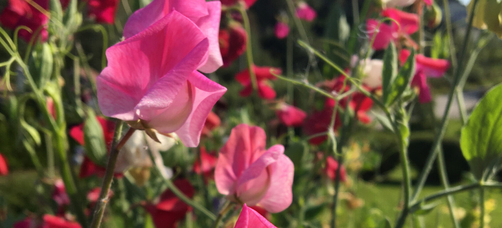 Anne E. Bjune, Genetiske algoritmer, som brukes til å analysere store datamengder, bygger på prinsipper fra genetiske krysningsskjema – som dem Gregor Mendel opprinnelig utviklet for erter i siste halvdel av 1800-tallet. Bildet viser sukkerertblomster (Illustrasjonsbilde), IMG 5456 toppbilde, , 