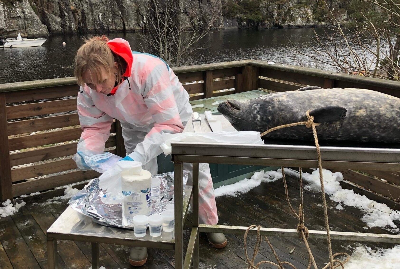 , In the project Microplastic in animals along the coast, four mammals, three birds and six fish from a plastic-contaminated coastal area were examined for plastic in organs and edible tissues. Low concentrations of microplastics were detected in tissue samples from eight of the thirteen animals, including in tissues eaten by humans. We cannot conclude a danger to humans from eating seafood, based on this study., Marte Haave NORCE sel 2, , 