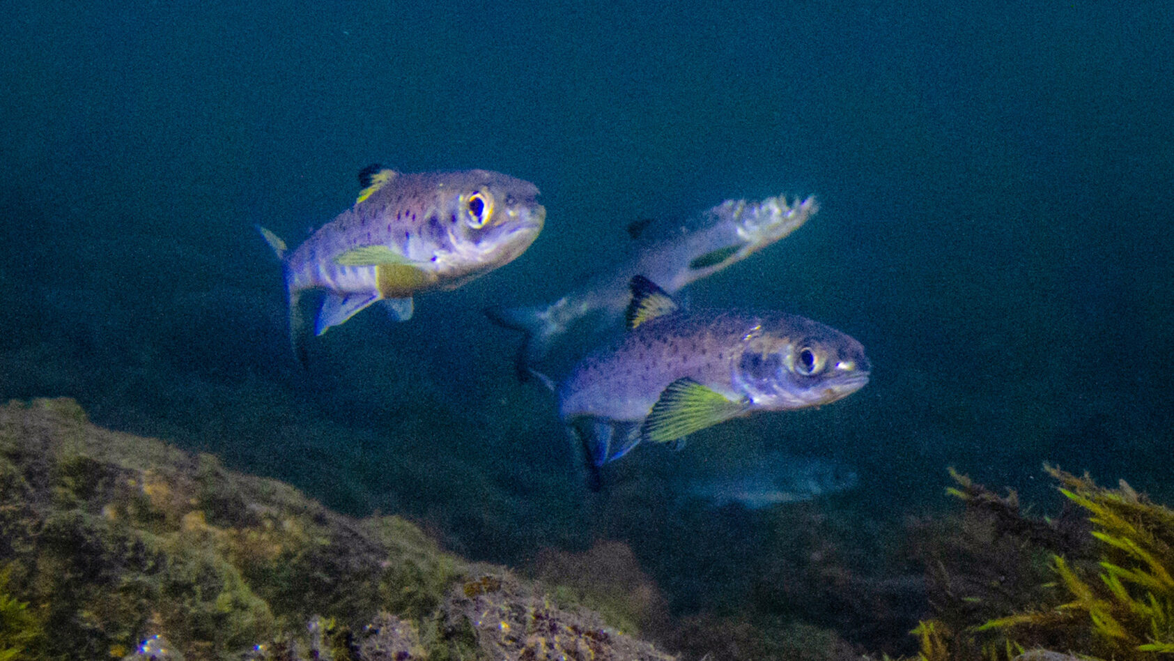 Bjørn Barlaup, Vossosmolt på utvandring, fotografert ved utløpet av Evangervatnet. (Foto: Bjørn Barlaup, NORCE LFI), Vosso smolt foto Bjørn Barlaup NORCE LFI web, , 