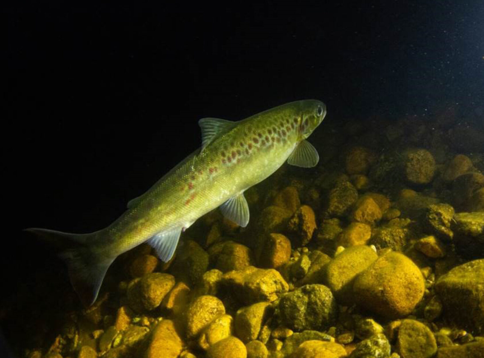Foto: Bjørn Barlaup / NORCE, Hunn-bleke med buken bulende av rogn før gyting, fotografert ved en av gyteplassene i Byglandsfjorden. Tilsvarende observasjon ble gjort 4. desember i «Blekelaget» i Dåsvatnet, og det er godt nytt for denne særegne laksebestanden., Hunn bleke, , 