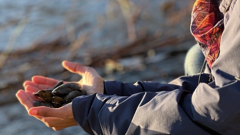 Preethi med blåskjell