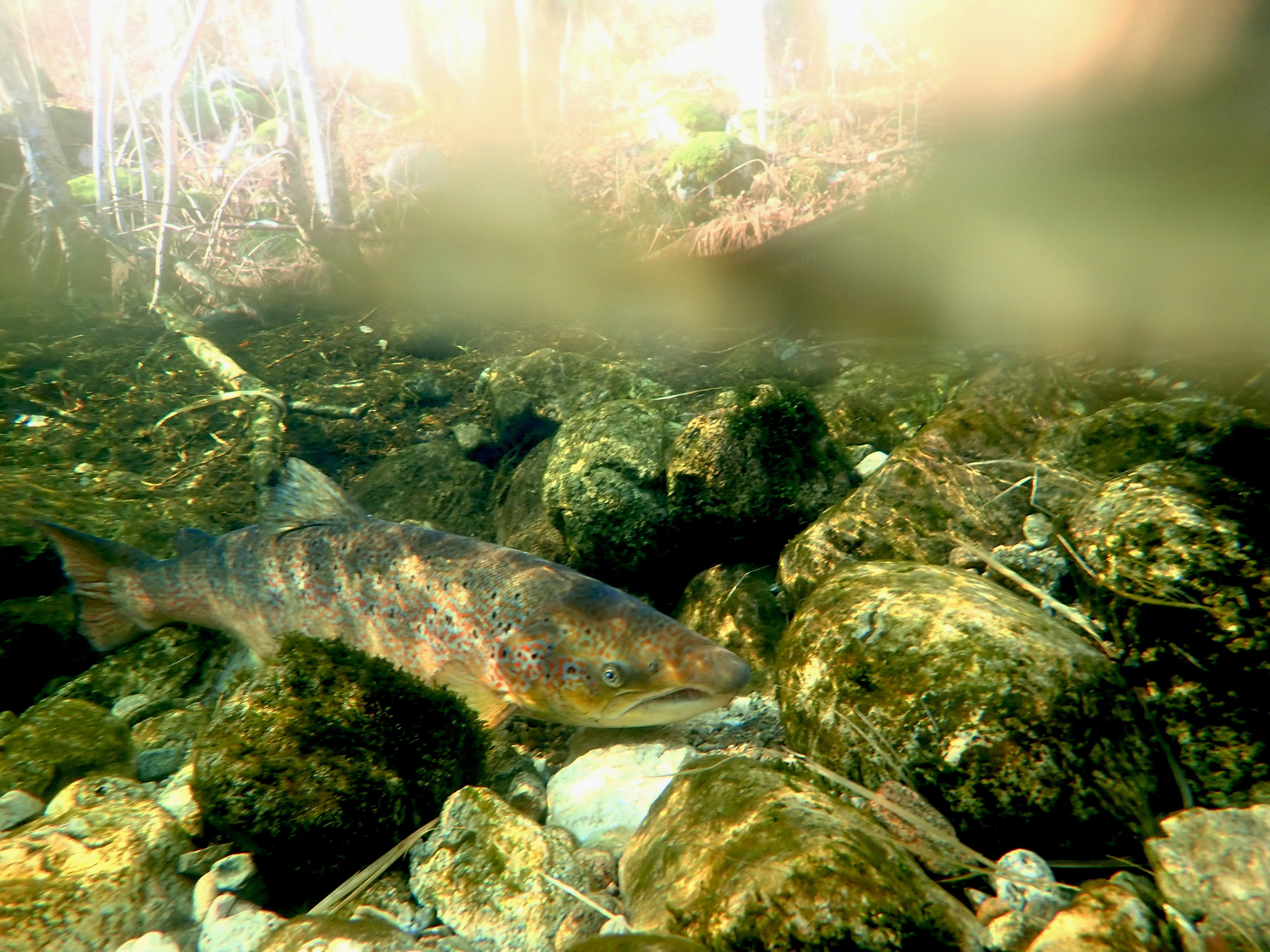 Storlaks2 Logsbekken Foto Espen Olsen Espedal